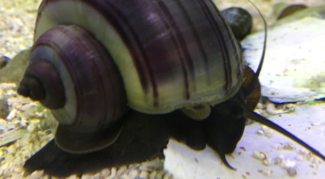 Dark footed purple mystery snail female