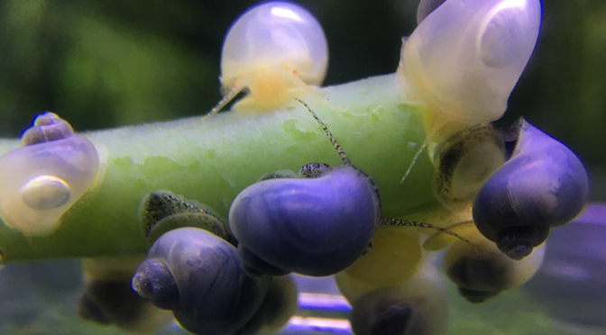 ivory and blue pea sized mystery snails