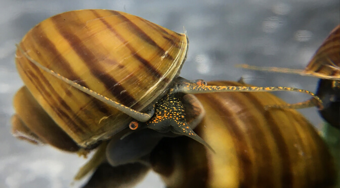 Wild or Dark foot gold striped Mystery Snails?