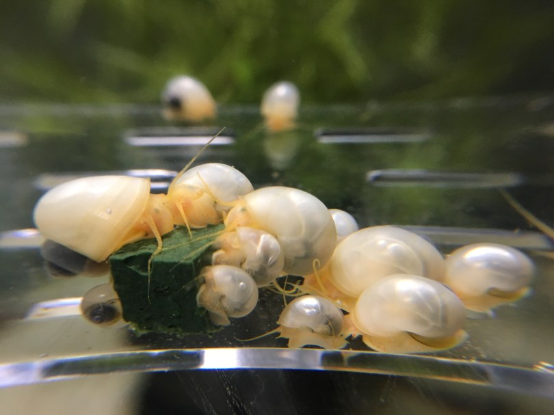 Ivory mystery snail babies
