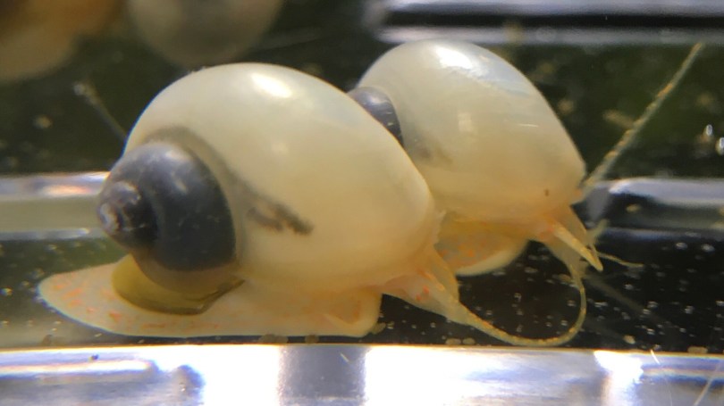 Ivory Mystery Snails