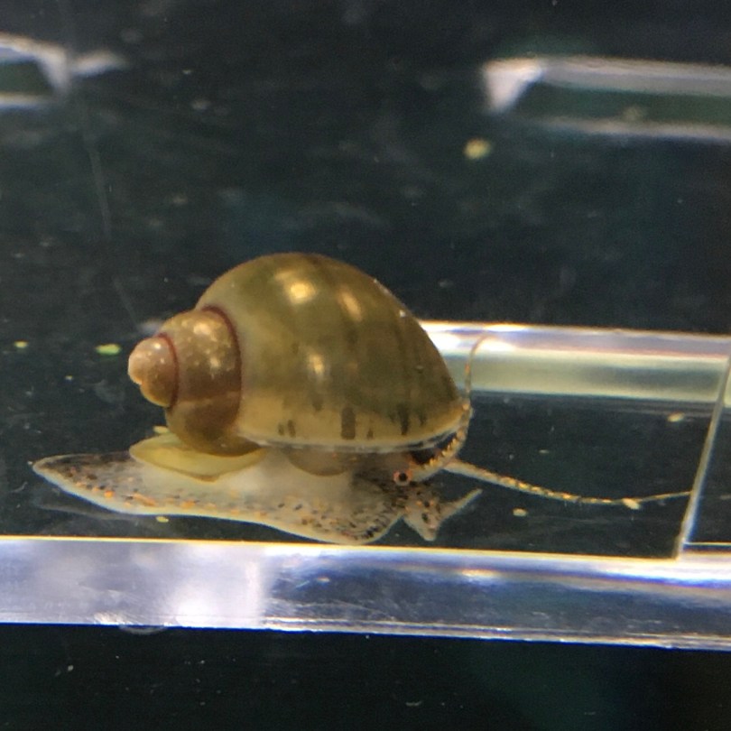 Wild colored pea size mystery snail