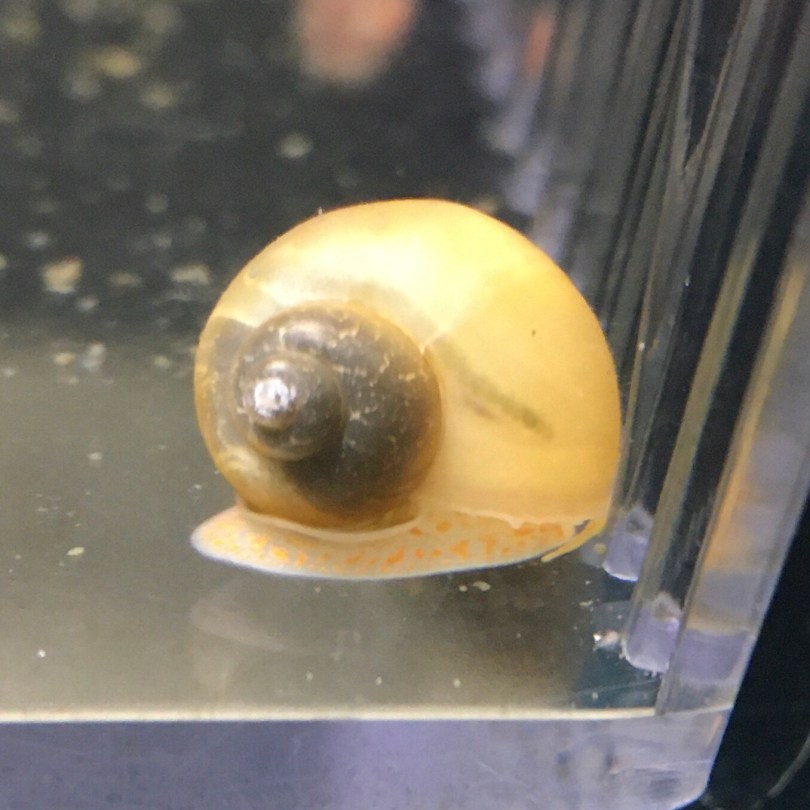 Gold pea mystery snail