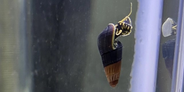 Why does my baby rabbit snail have a reddish shell?