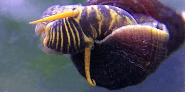 Can rabbit snails produce hybrids?